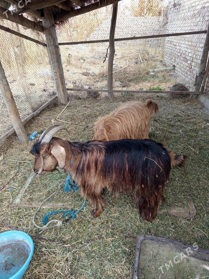 geciler - Türkmenabat - img 3