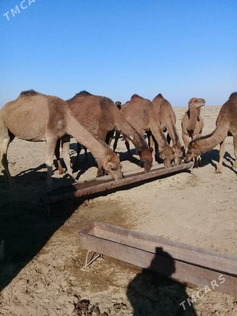 duye - Эсенгулы - img 1