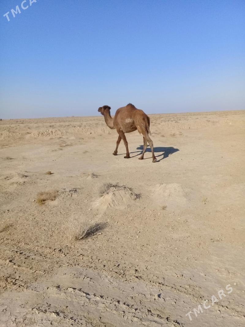 duye - Эсенгулы - img 3