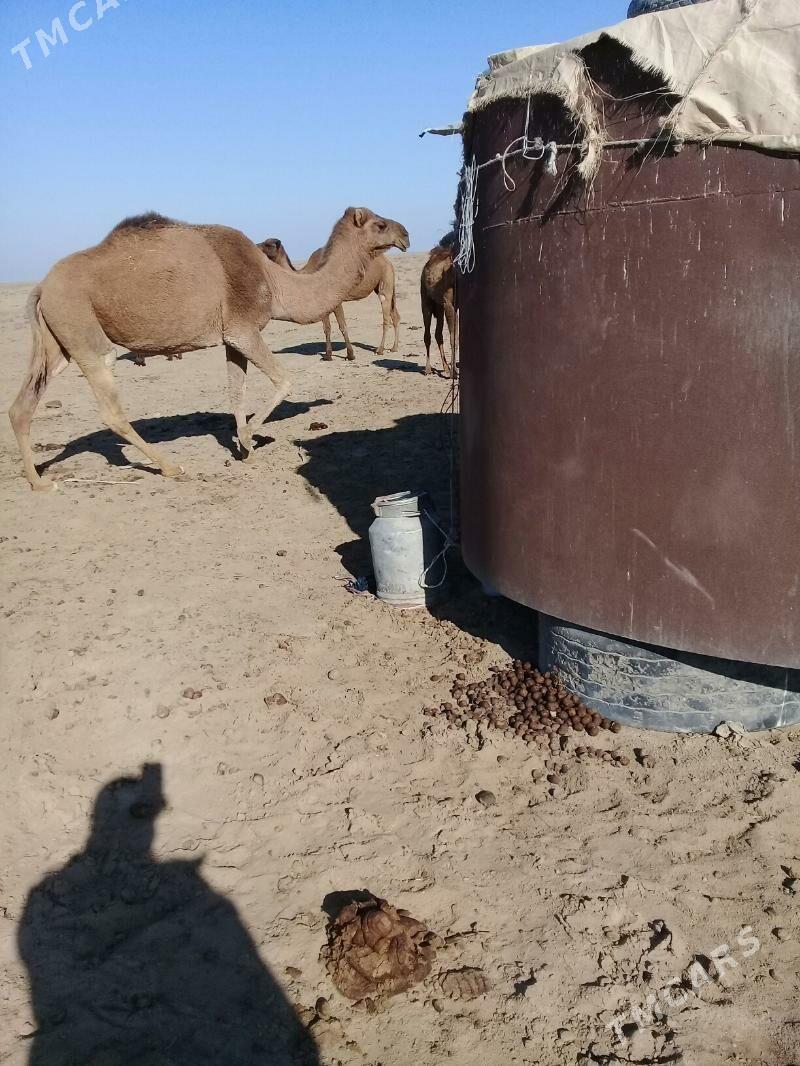 duye - Эсенгулы - img 5