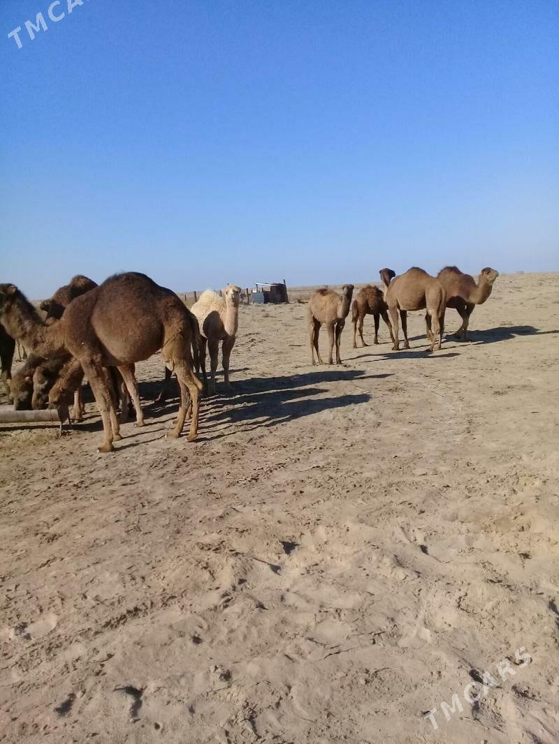 duye - Эсенгулы - img 4