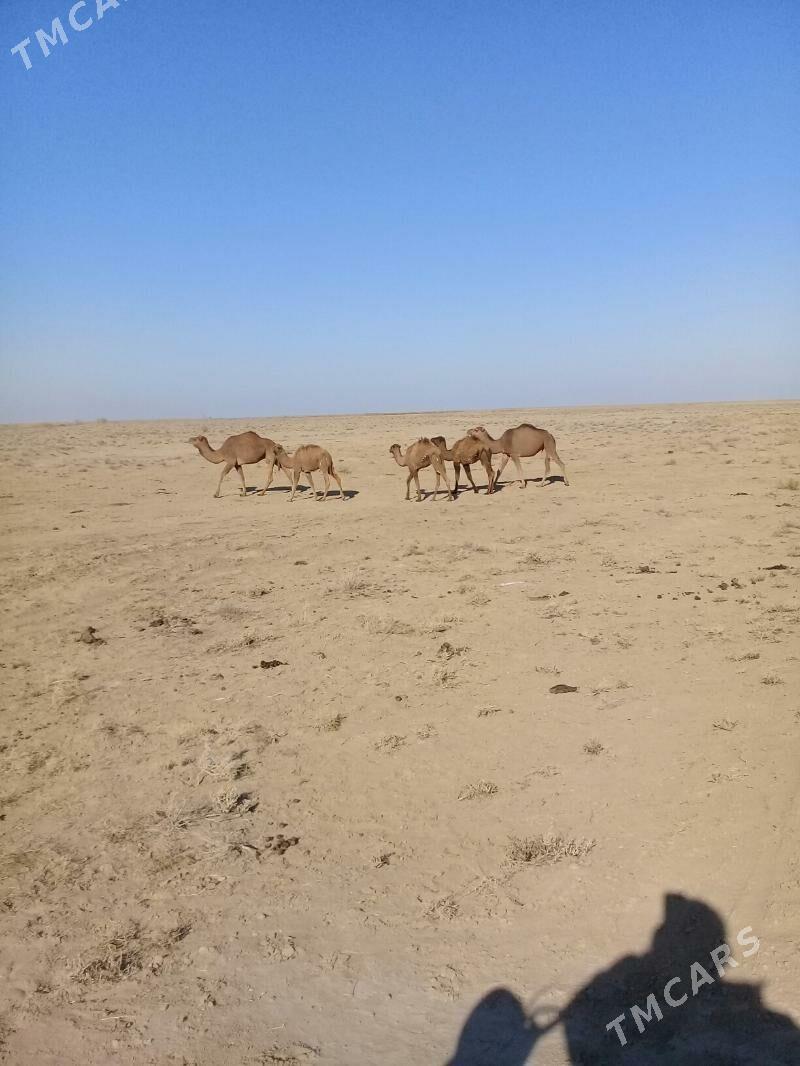 duye - Эсенгулы - img 2