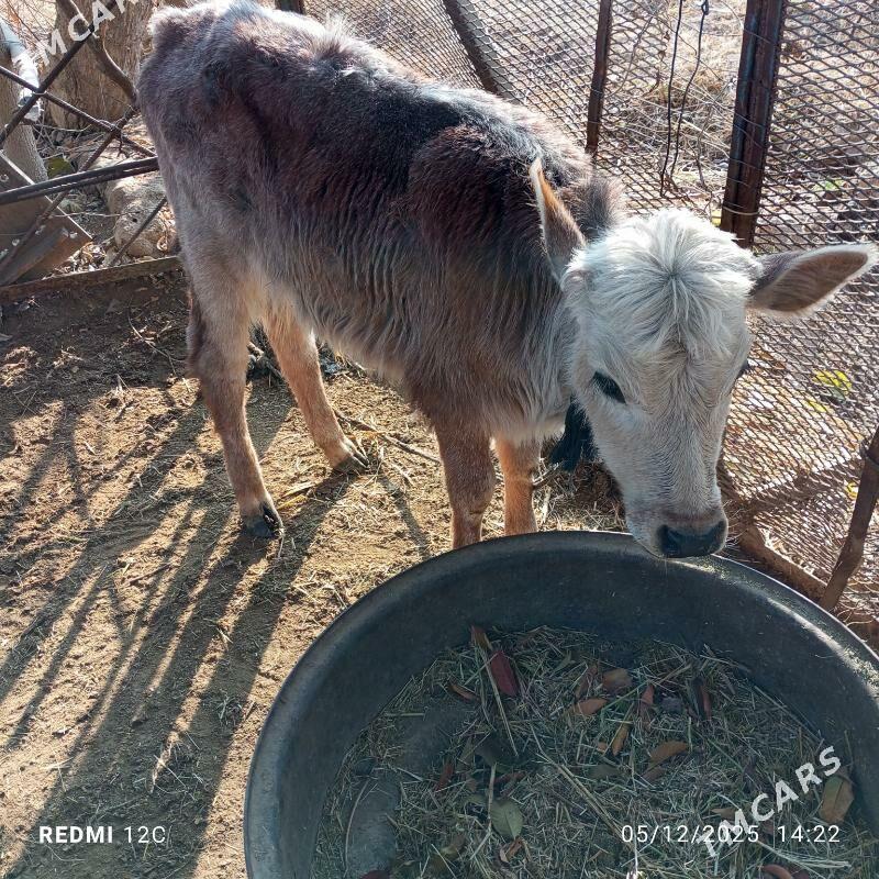 Göleli sygyr - Türkmengala - img 3