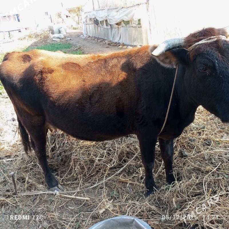 Göleli sygyr - Türkmengala - img 2