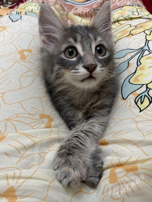 pisik - 30 mkr - img 2