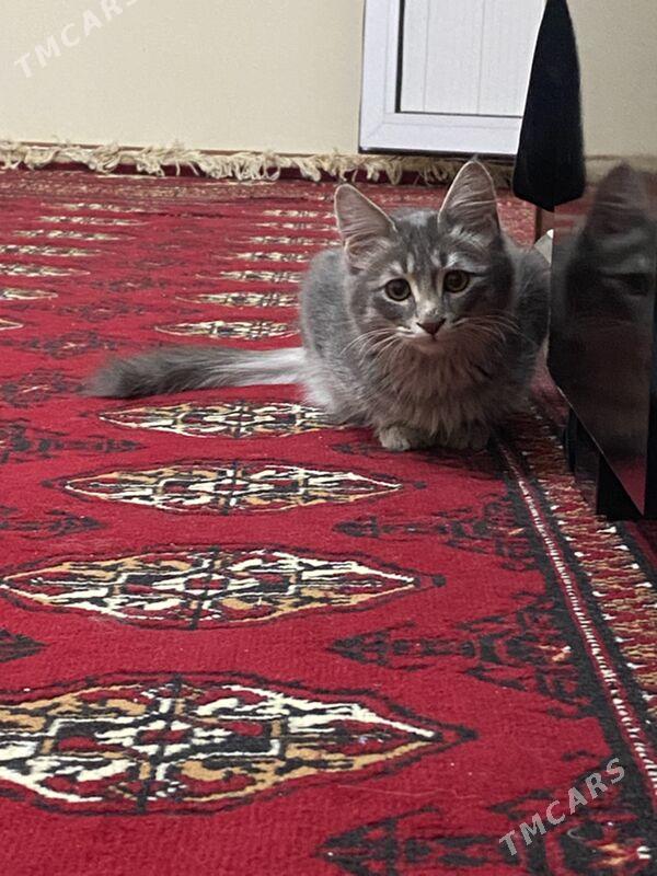 pisik - 30 mkr - img 1