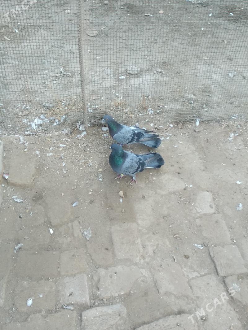 kepteri - Туркменабат - img 1