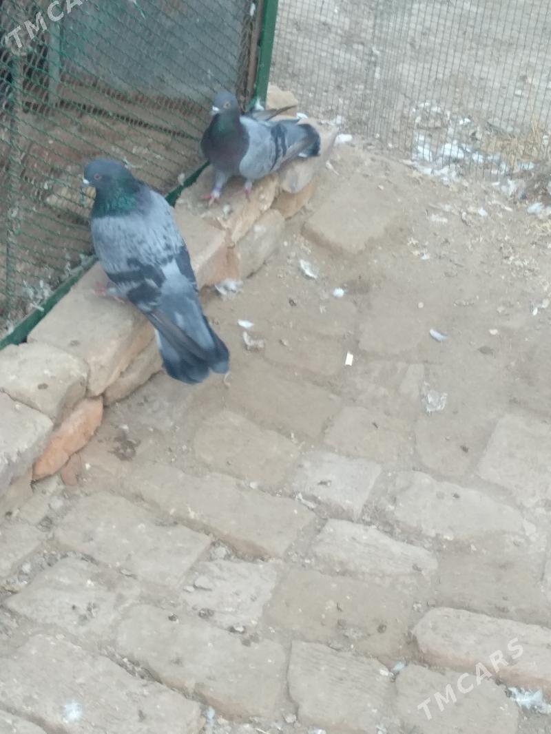 kepteri - Туркменабат - img 2