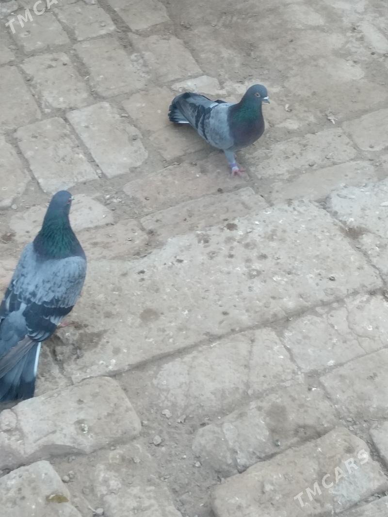 kepteri - Туркменабат - img 5