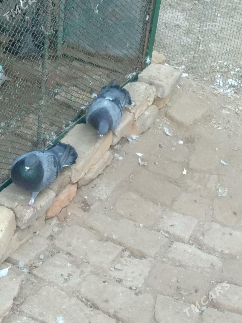 kepteri - Туркменабат - img 4