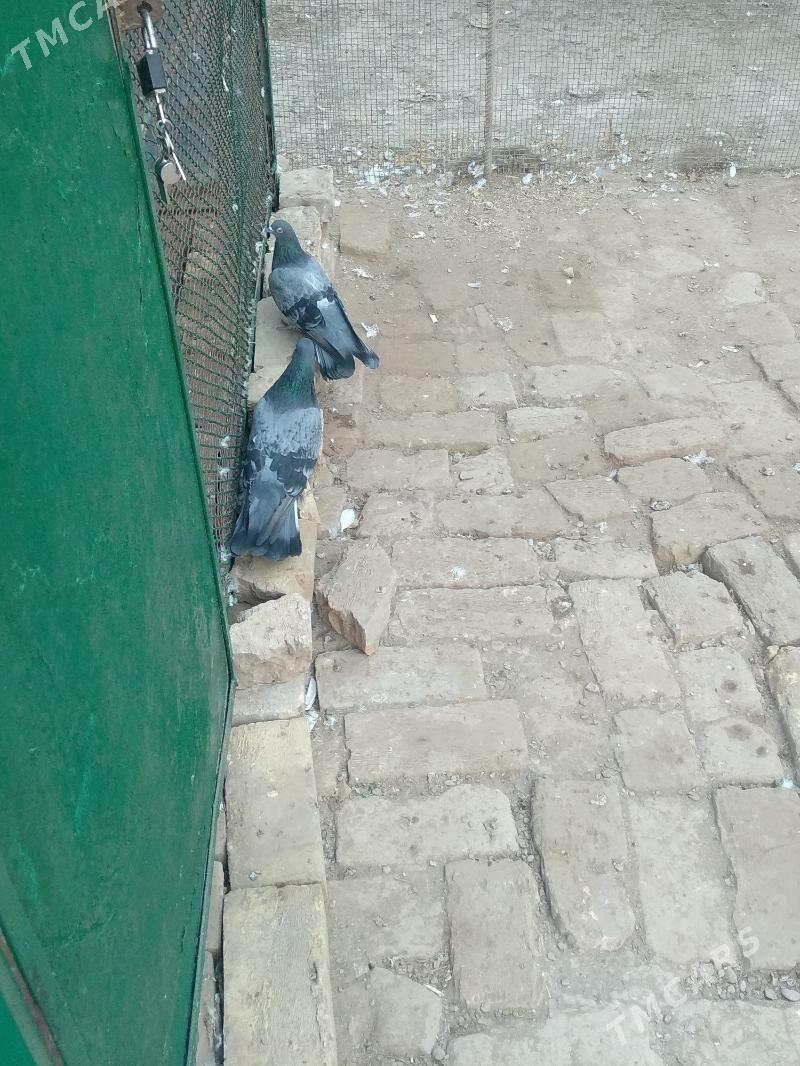 kepteri - Туркменабат - img 3