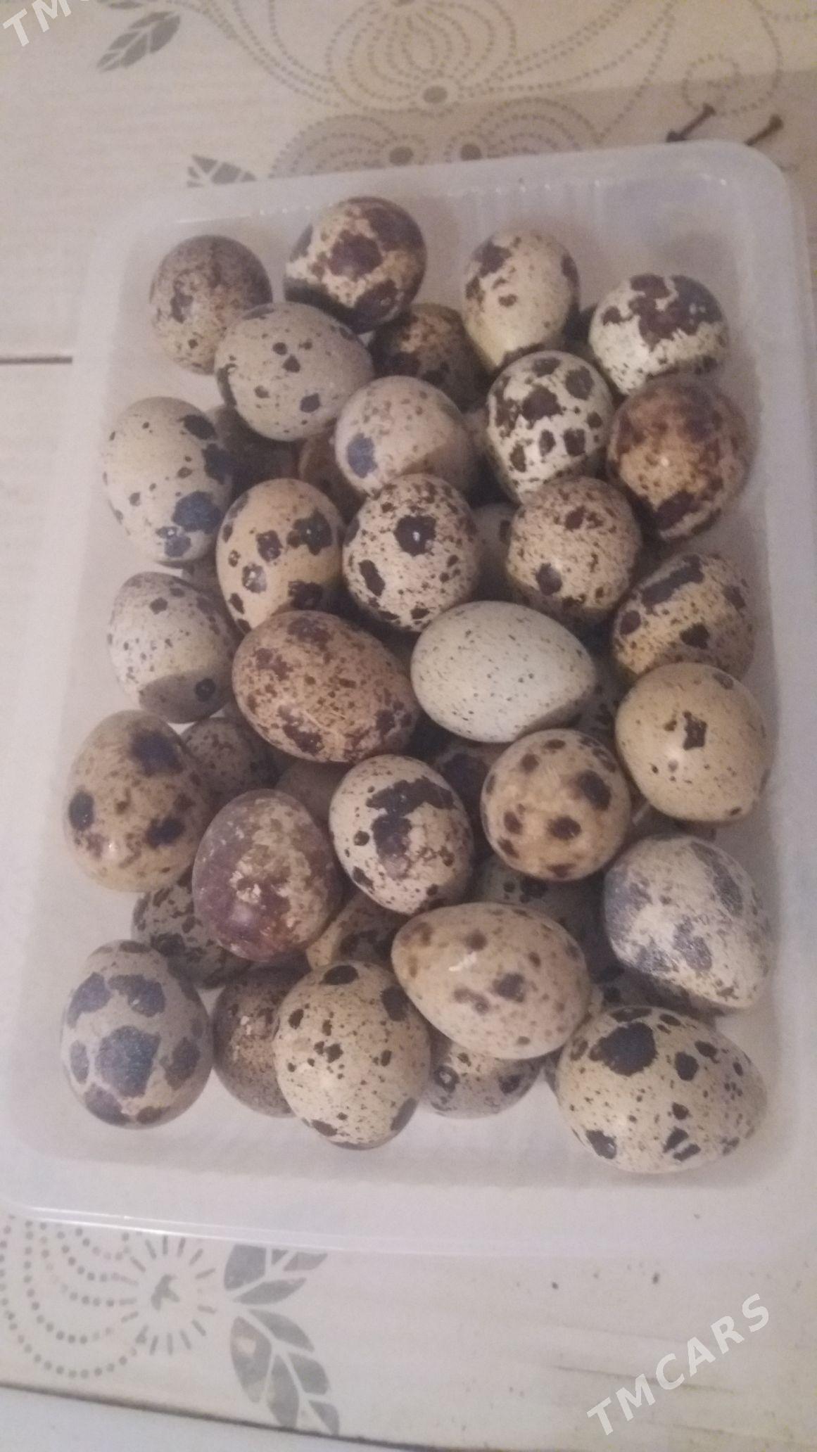 bedene - Берекет - img 3