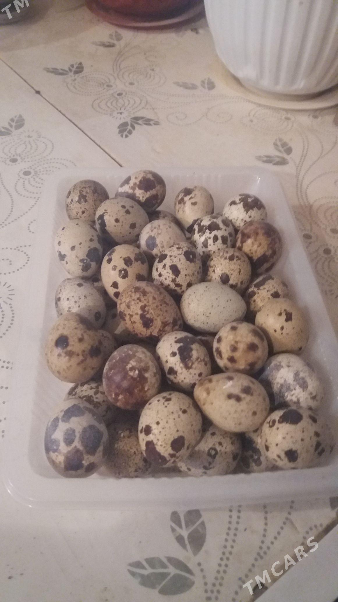 bedene - Берекет - img 5