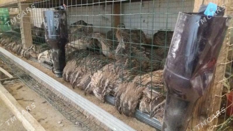 bedene - Берекет - img 1