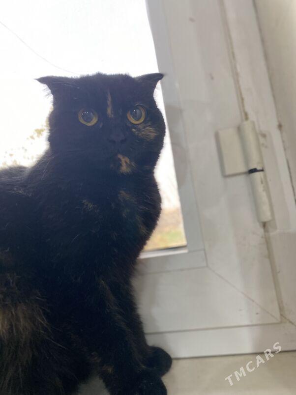 Маруся - Türkmenabat - img 1