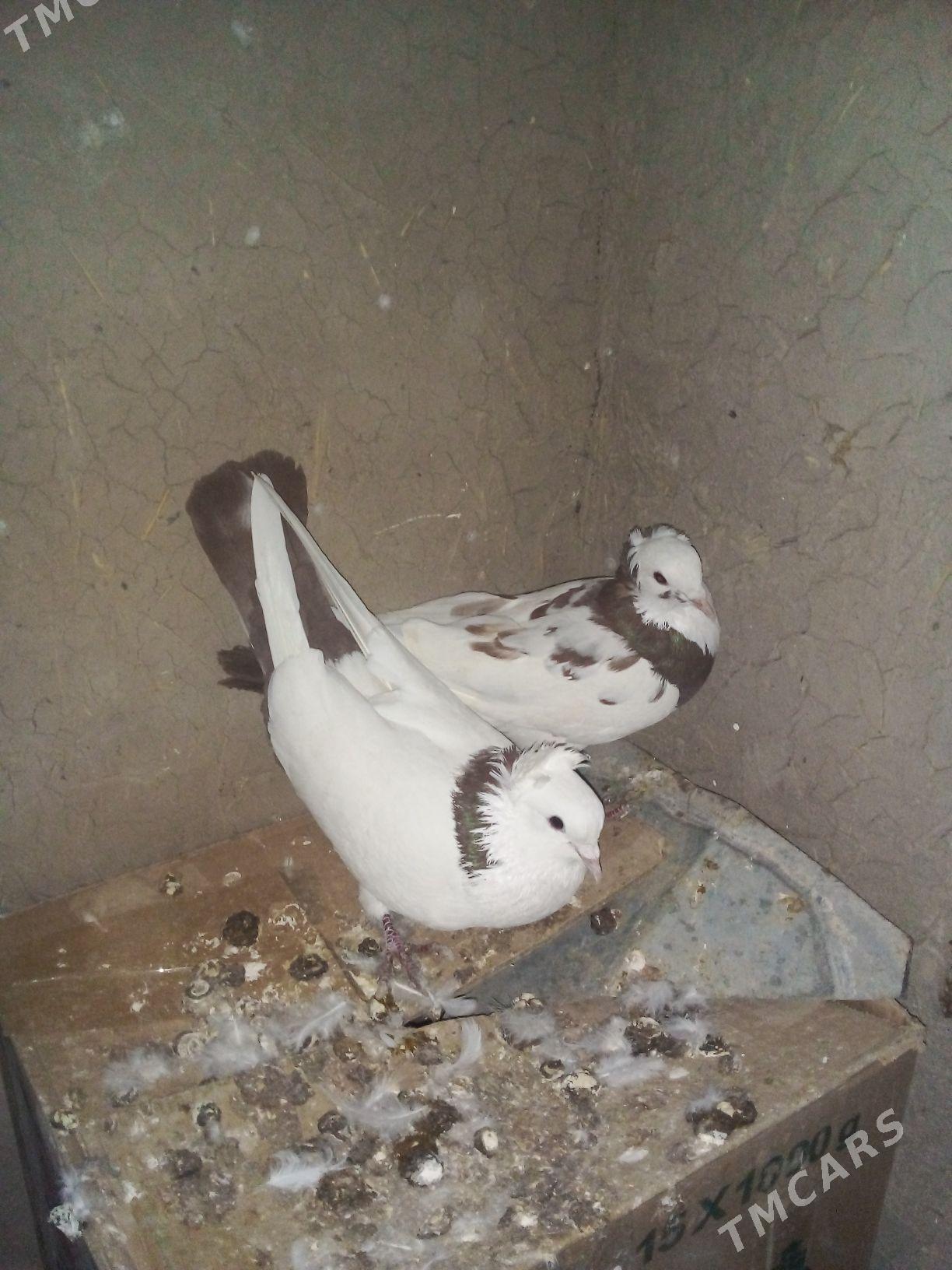 kepderi - Векильбазар - img 1