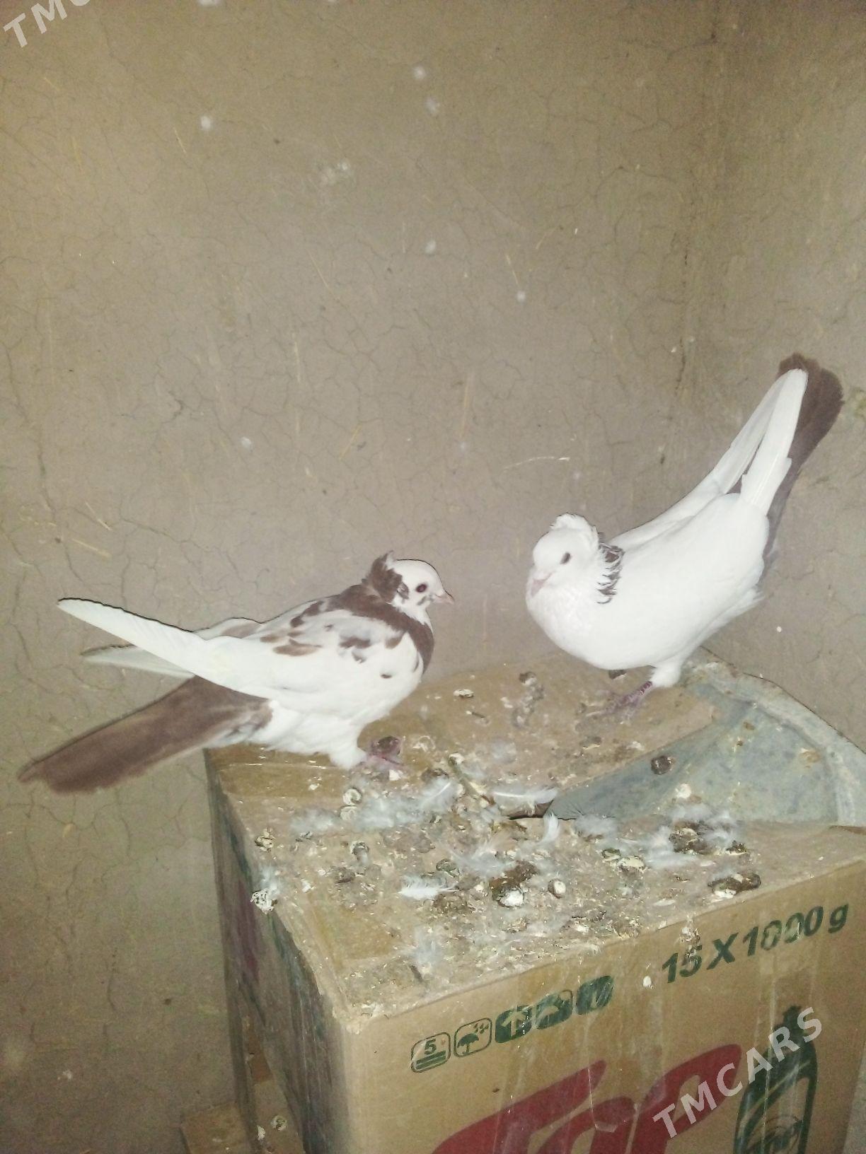 kepderi - Векильбазар - img 2