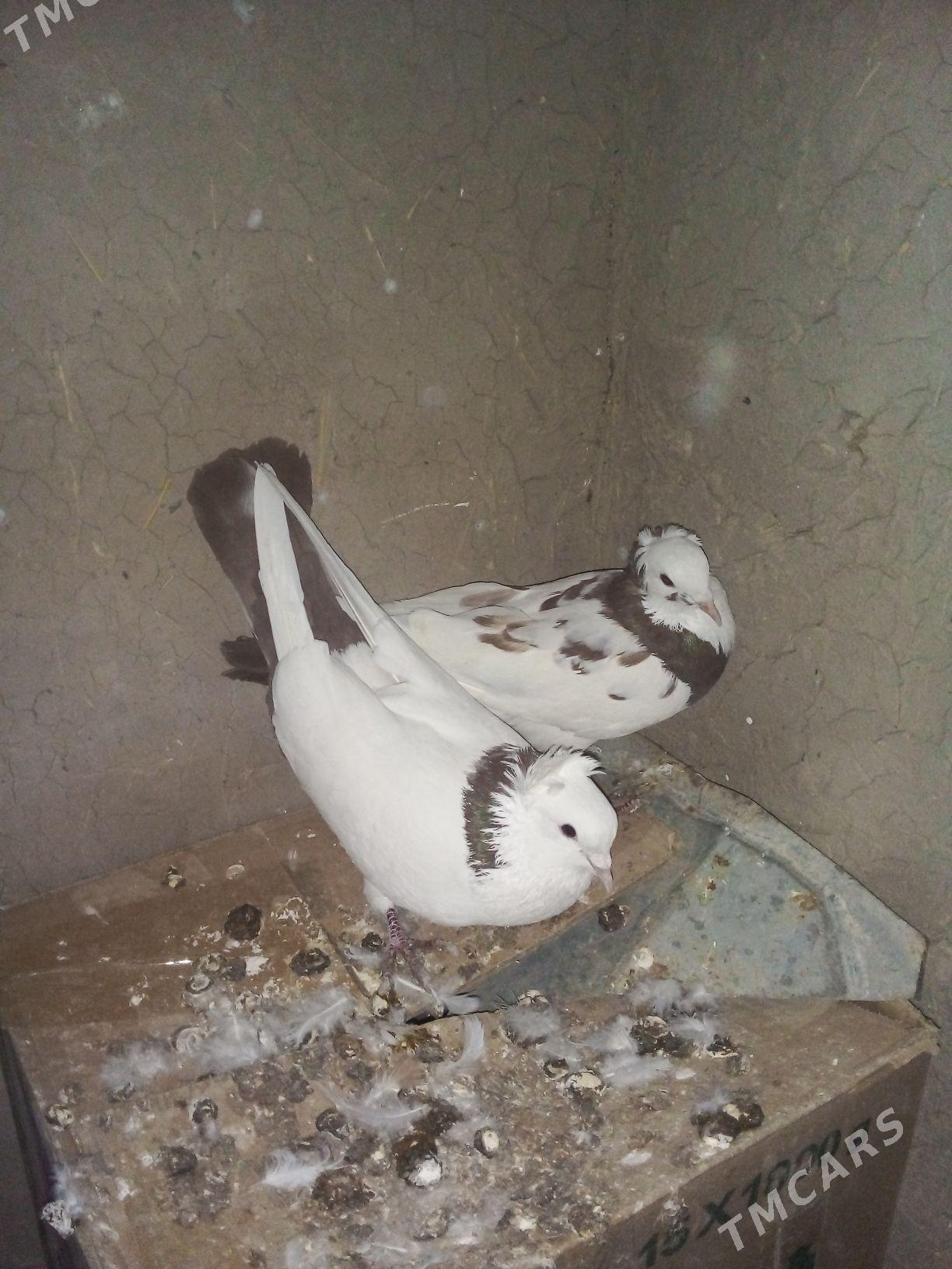 kepderi - Векильбазар - img 4