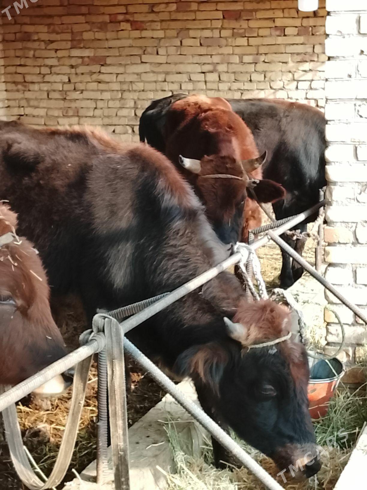 3 yasar okuzler - Dänew - img 6