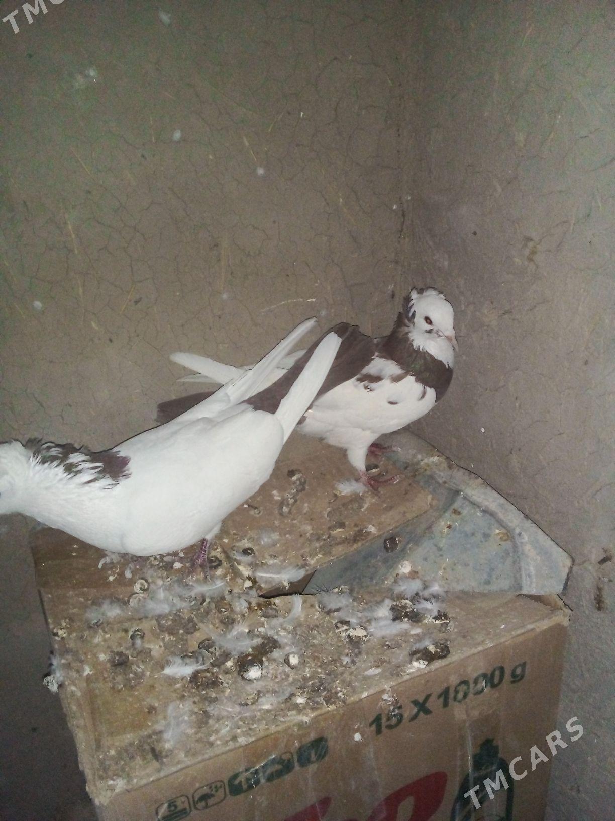 kepderi - Векильбазар - img 3