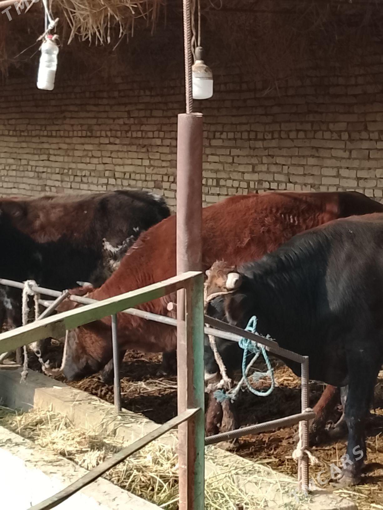 3 yasar okuzler - Dänew - img 4