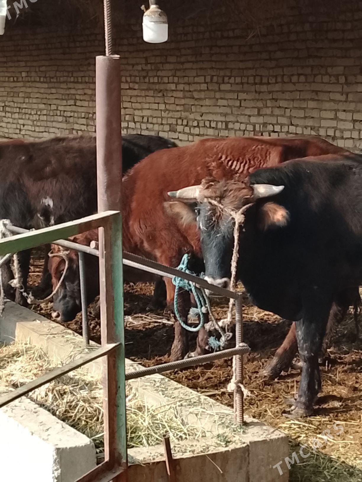 3 yasar okuzler - Dänew - img 3