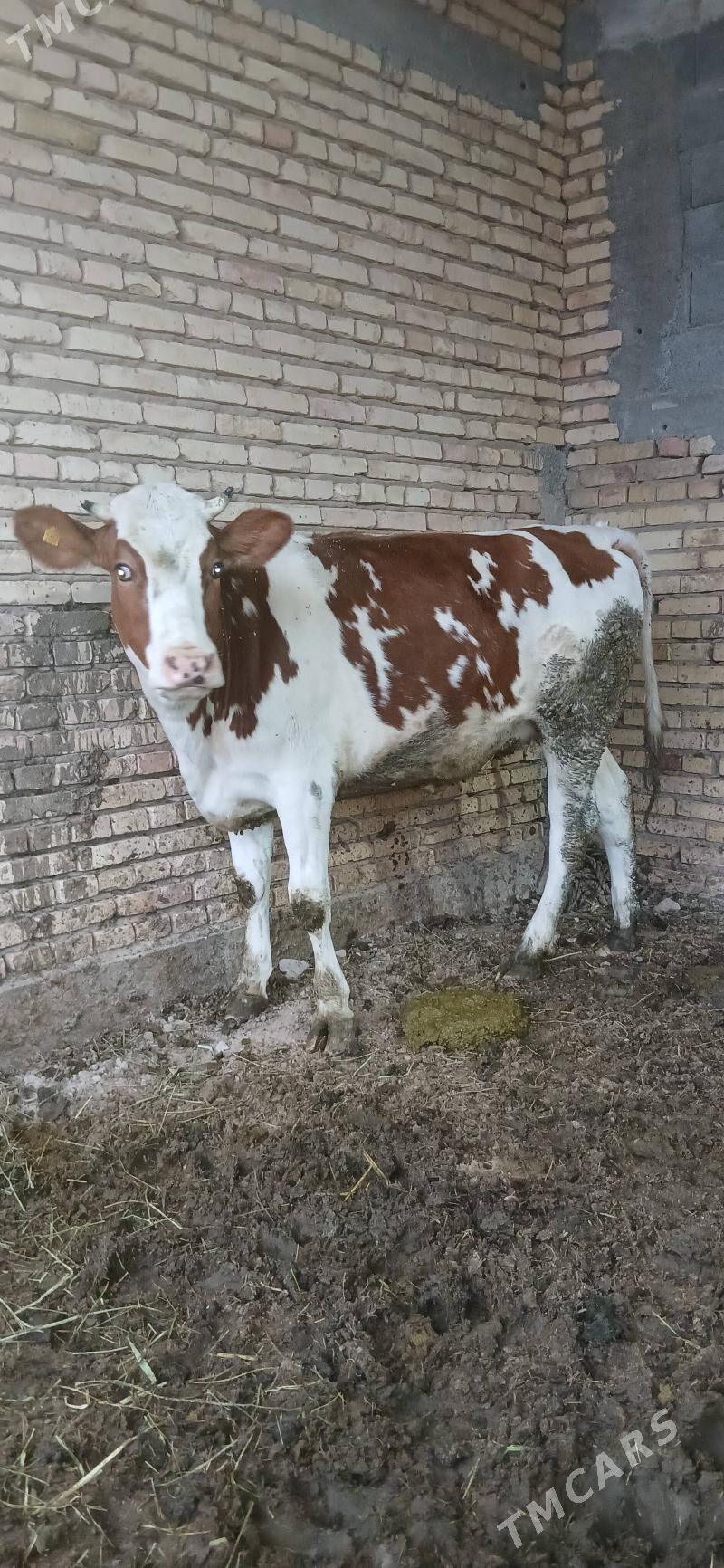 tüwe - Кака - img 2