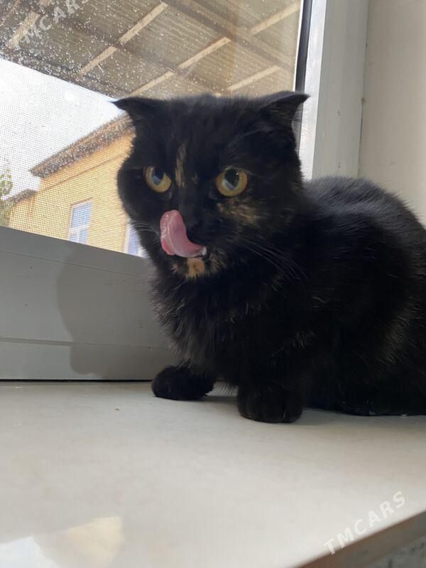 Маруся - Türkmenabat - img 2