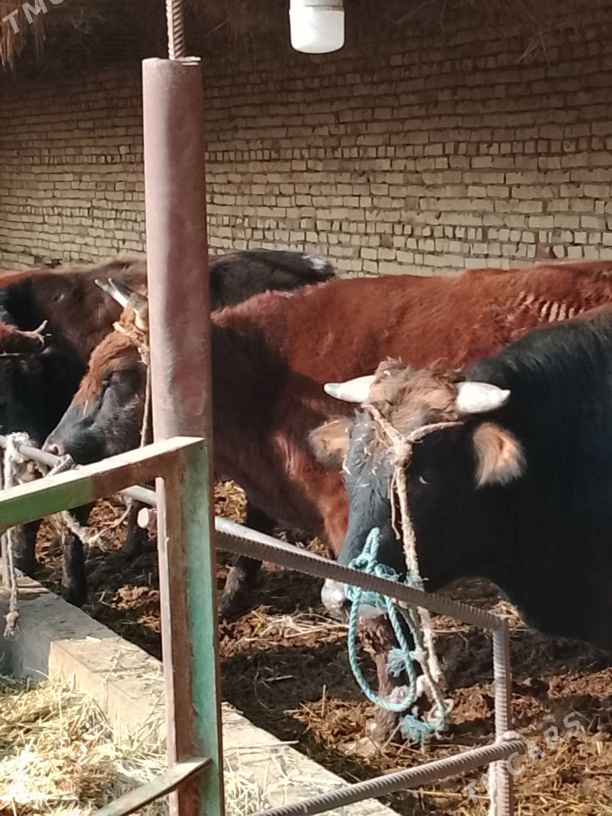 3 yasar okuzler - Dänew - img 5