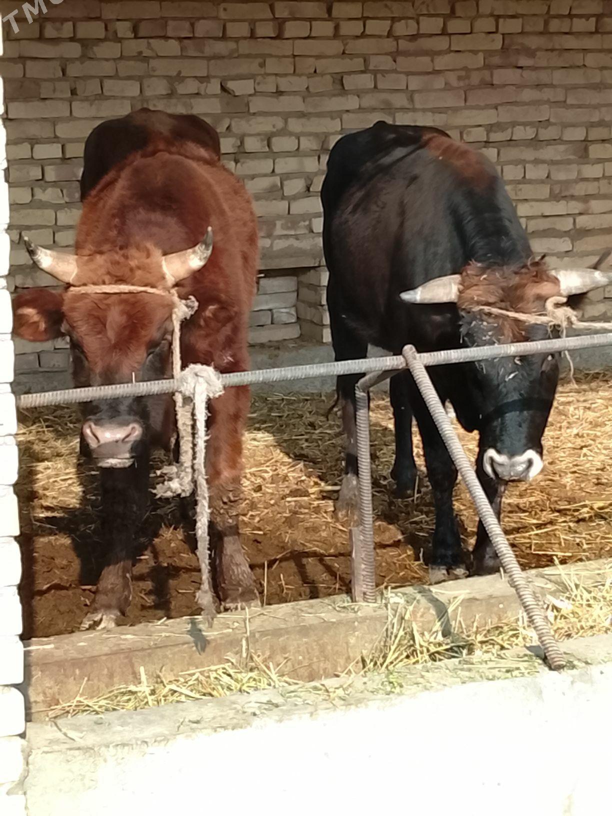 3 yasar okuzler - Dänew - img 2