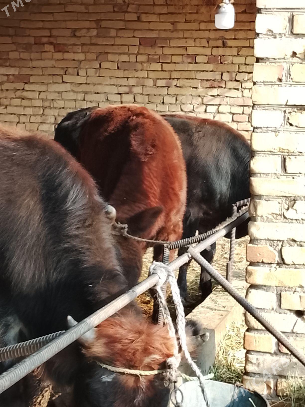 3 yasar okuzler - Dänew - img 7