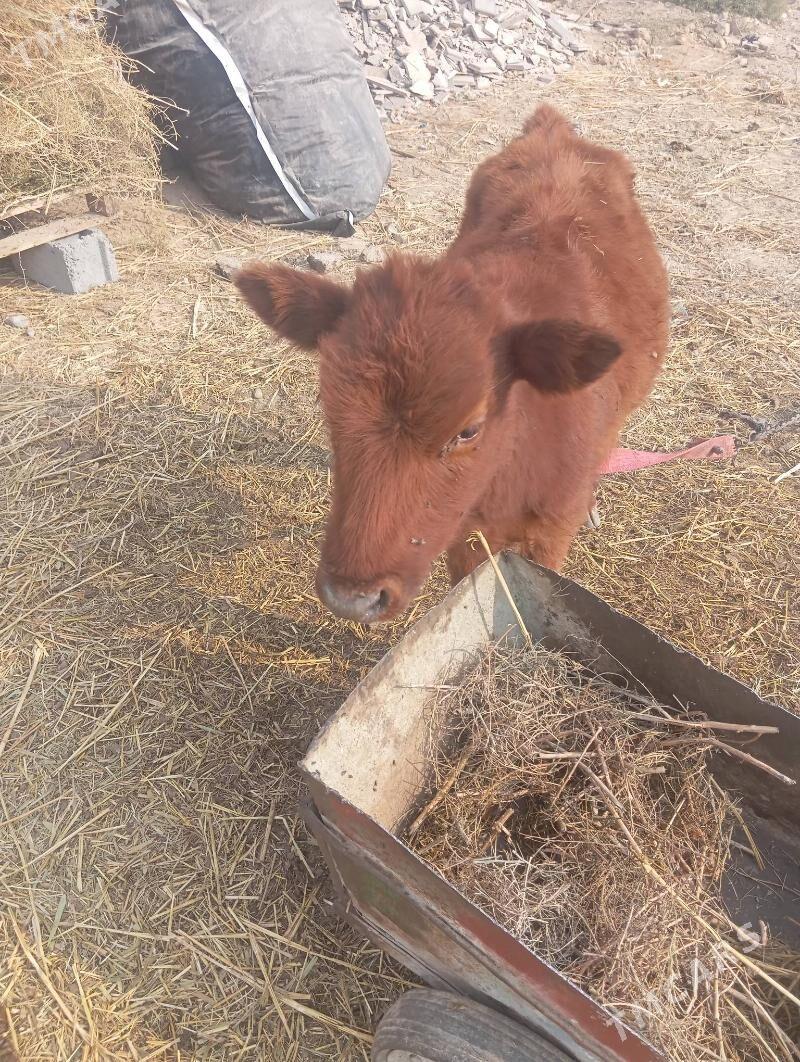 sygyr gole - Bedew - img 2