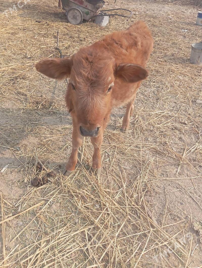 sygyr gole - Bedew - img 3