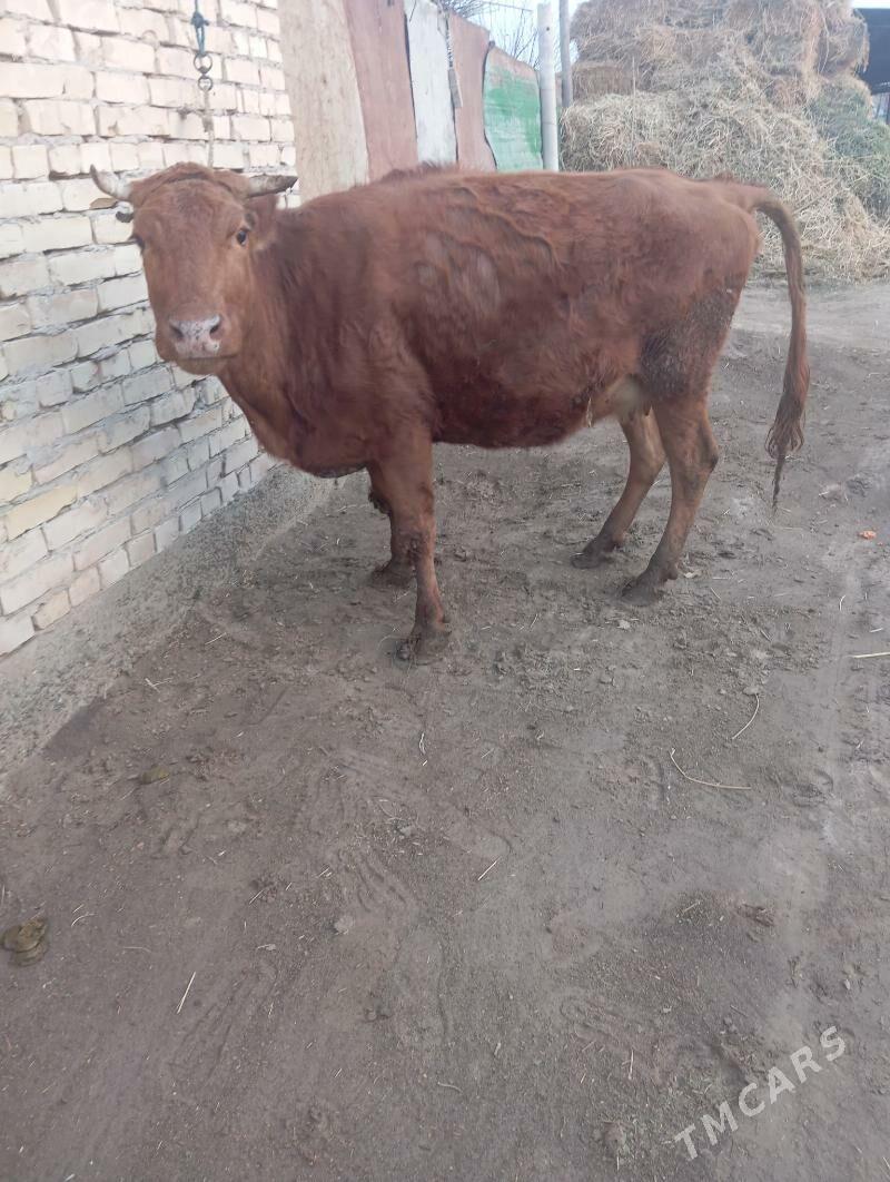 bogaz sygyr - Çärjew - img 1