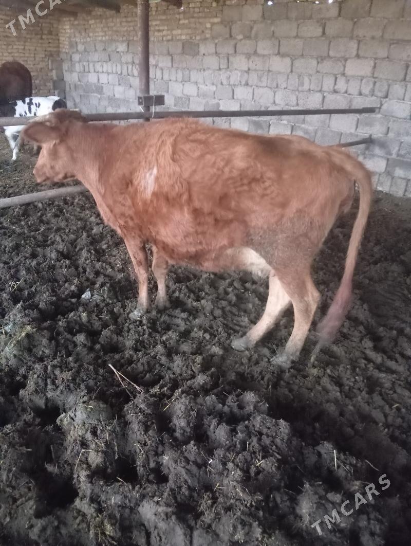 bogaz sygyr - Чарджоу - img 8