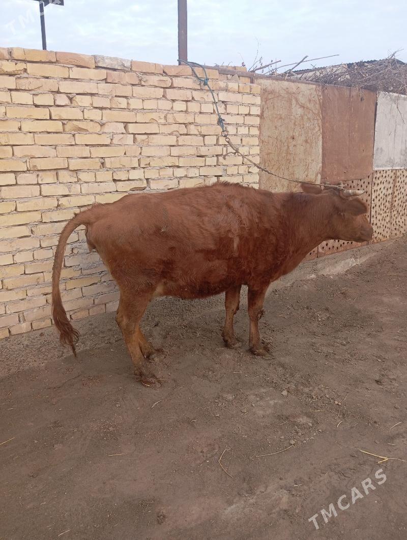 bogaz sygyr - Чарджоу - img 3