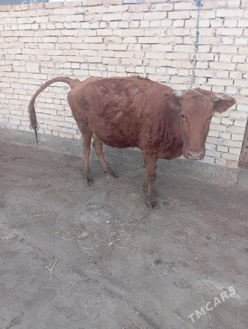 bogaz sygyr - Чарджоу - img 4