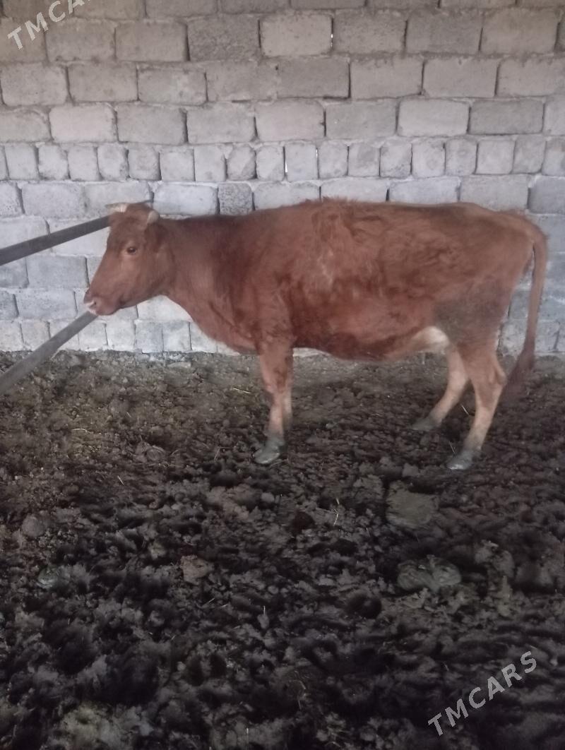 bogaz sygyr - Чарджоу - img 5