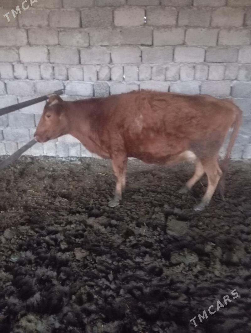 bogaz sygyr - Чарджоу - img 6