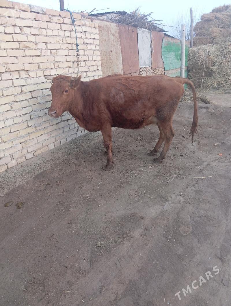 bogaz sygyr - Чарджоу - img 2