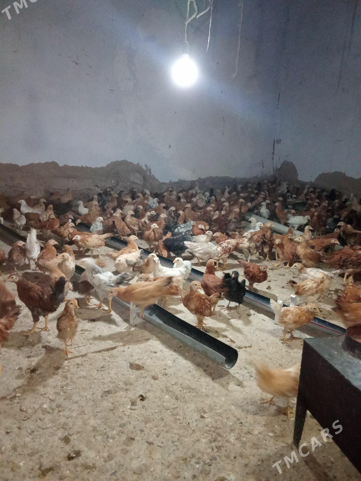 juje - Tejen - img 3