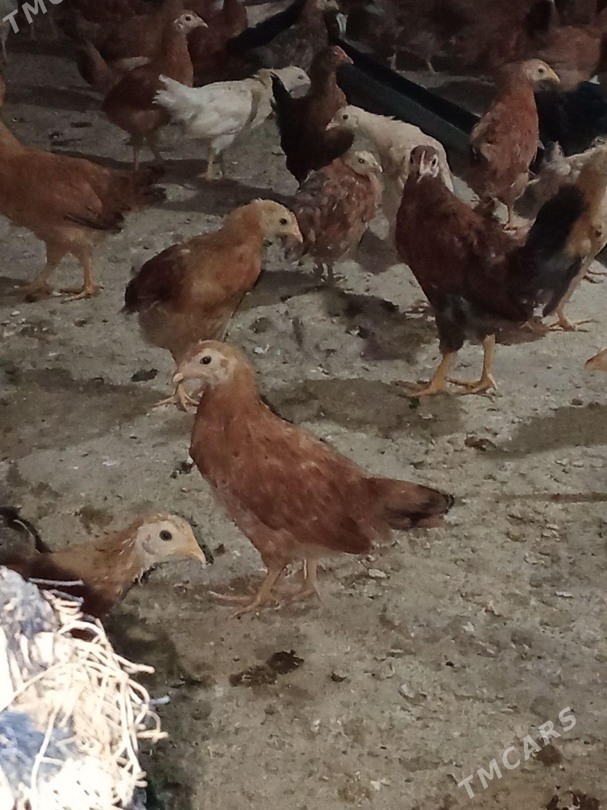 juje - Tejen - img 5