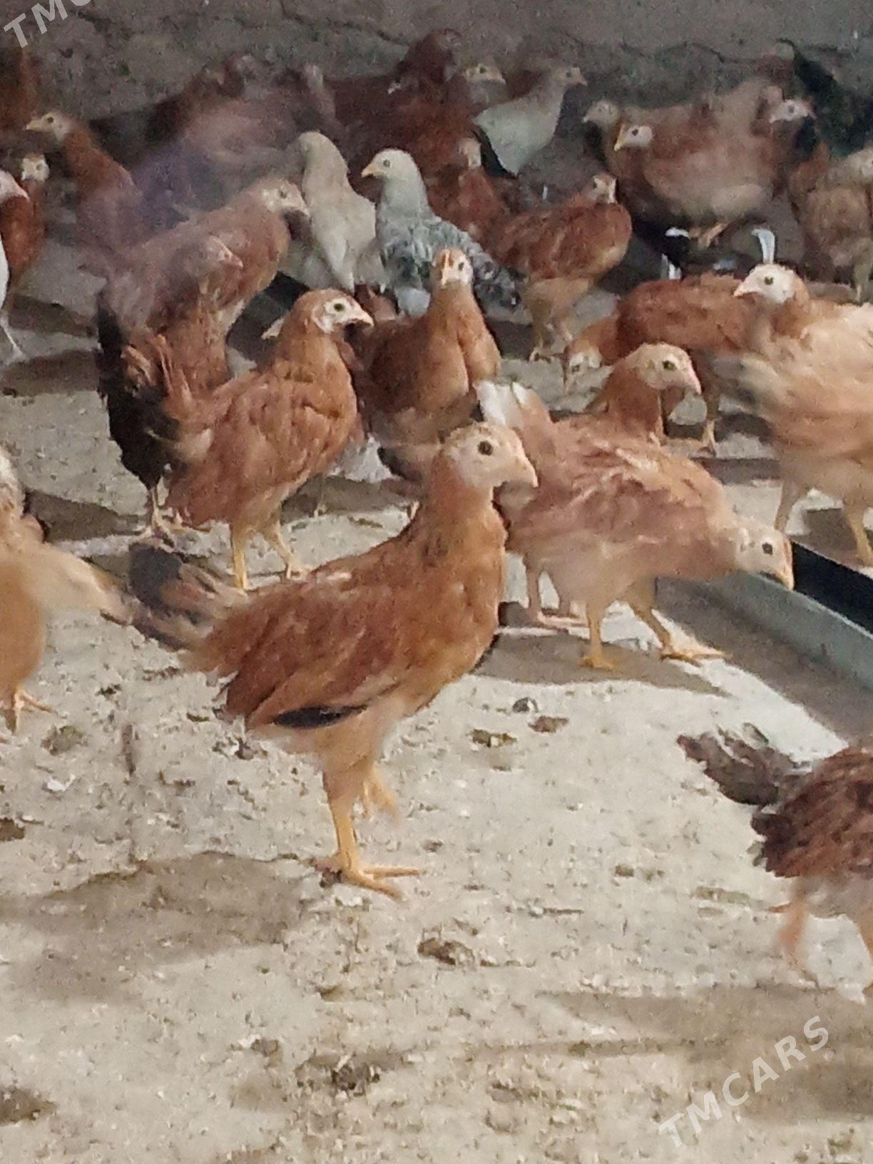 juje - Tejen - img 1