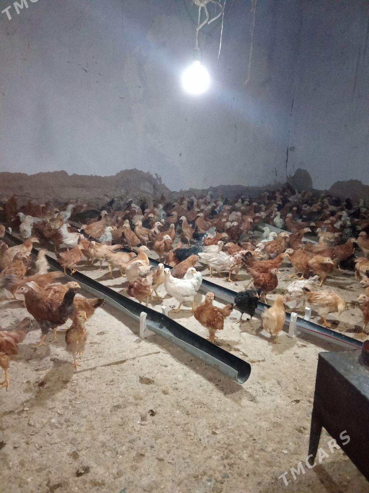 juje - Tejen - img 2