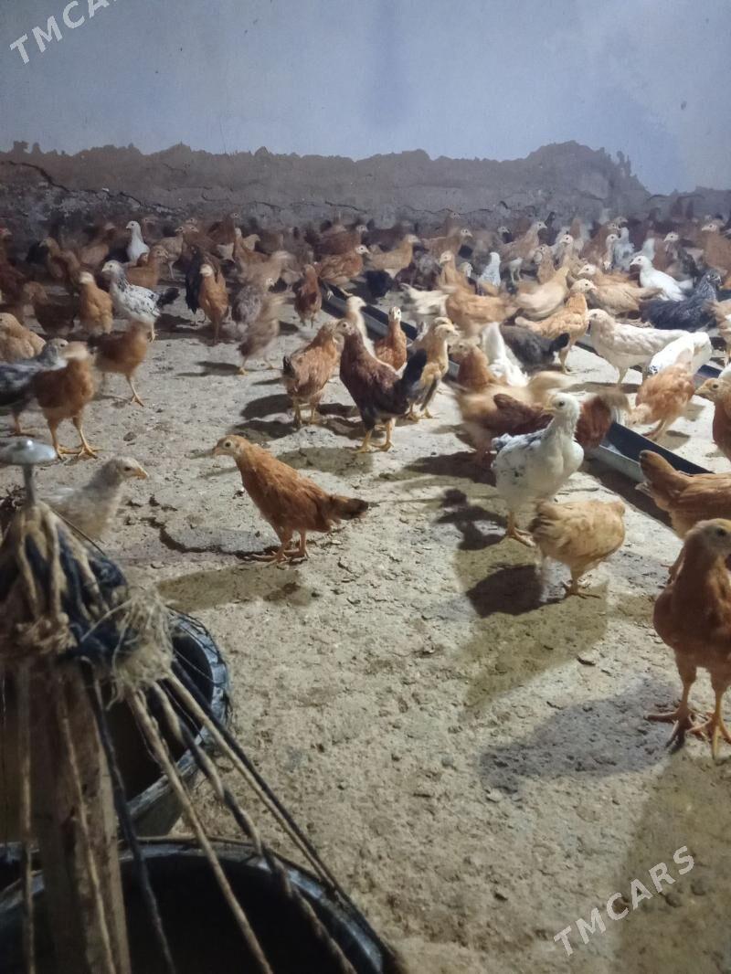 juje - Tejen - img 4