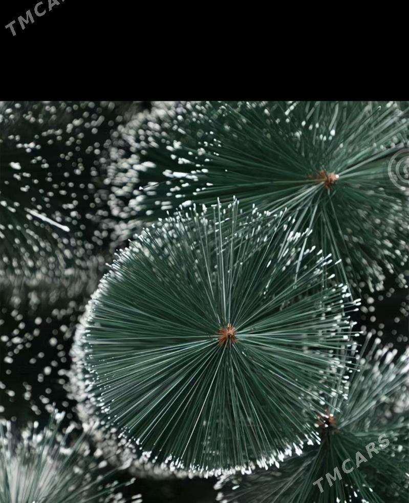 Yolka/Archa - Ашхабад - img 3