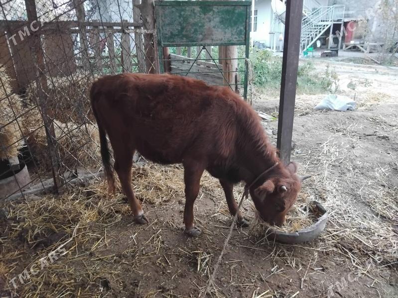 tuwe - Багир - img 2