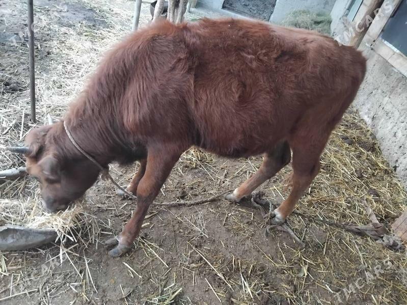 tuwe - Багир - img 3