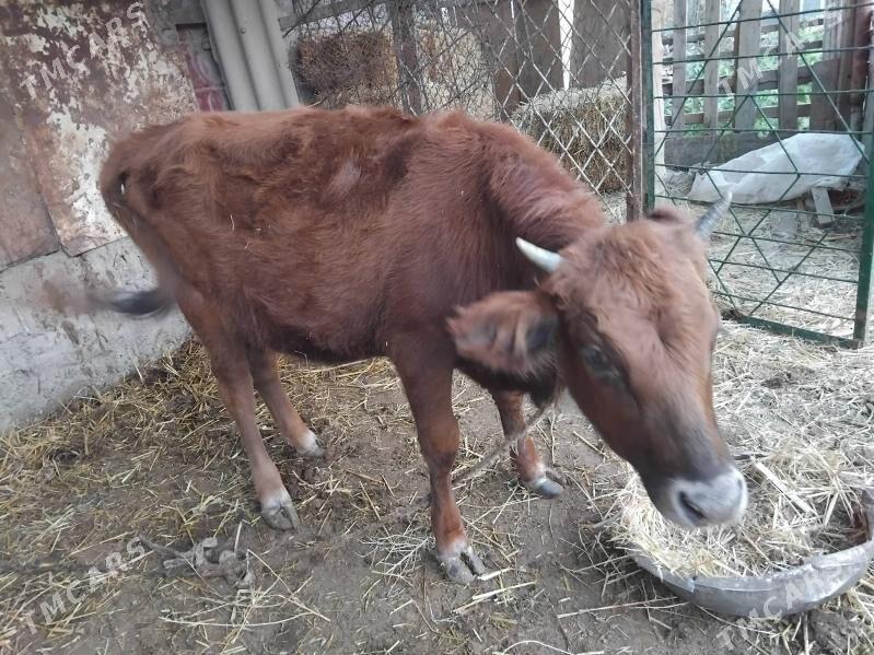 tuwe - Багир - img 4