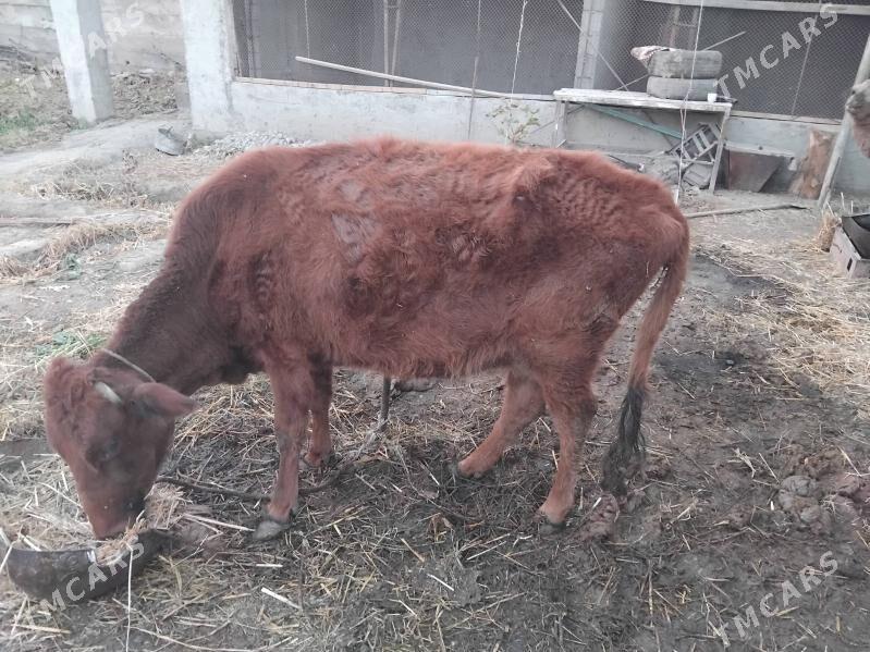 sygyr - Багир - img 3